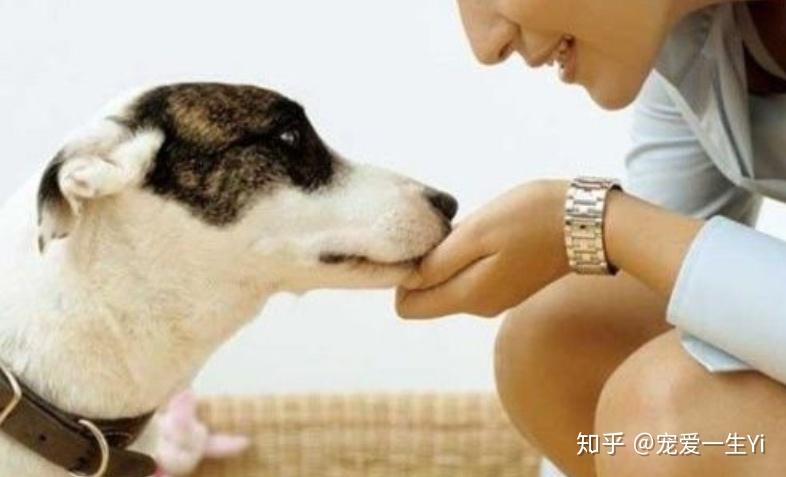 如何能让狗狗不对主人呲牙 v2-33c39dd2e7c905548dacf1036bfb8836_r.jpg