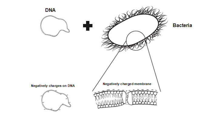 干货 | 化学感受态细胞进行质粒dna转化的原理