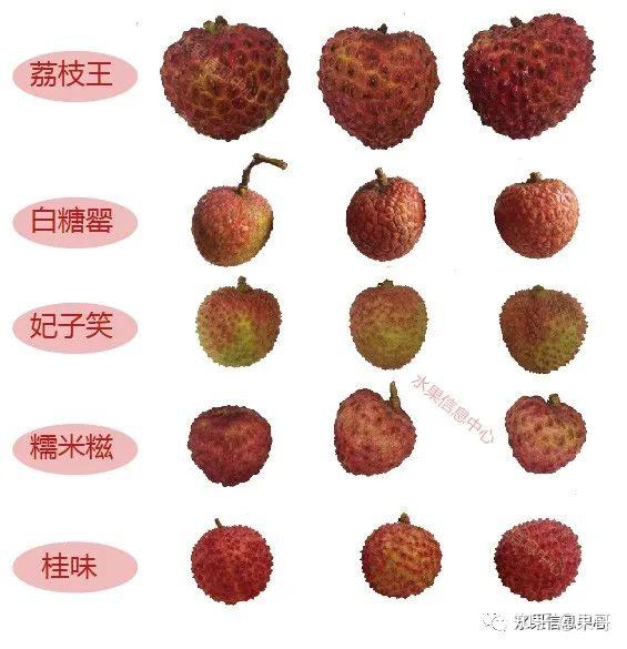 测评时下5种荔枝,谁才是你心目中的王者? - 知乎