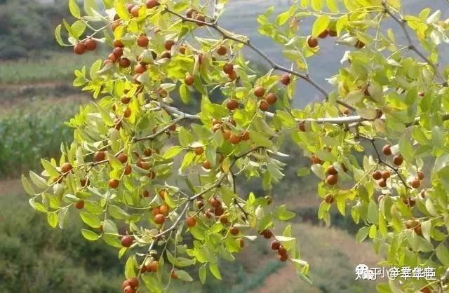 修行禅果五眼六通菩提子