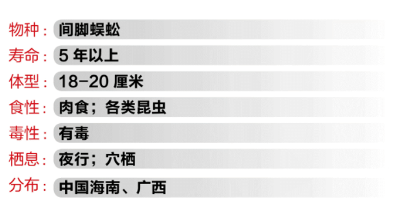 物种小谈┃间脚蜈蚣