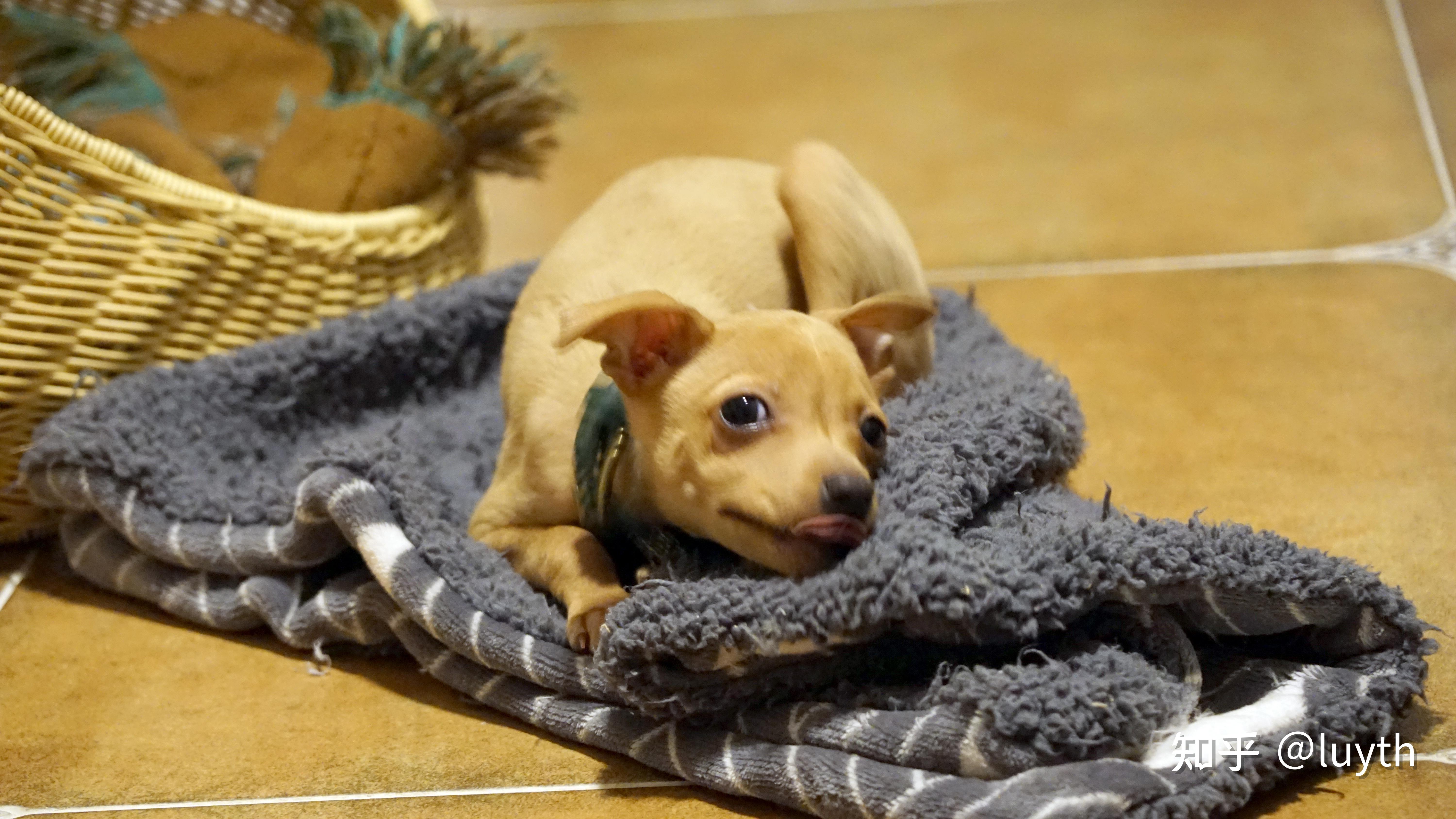 意大利灵缇小六的成长一