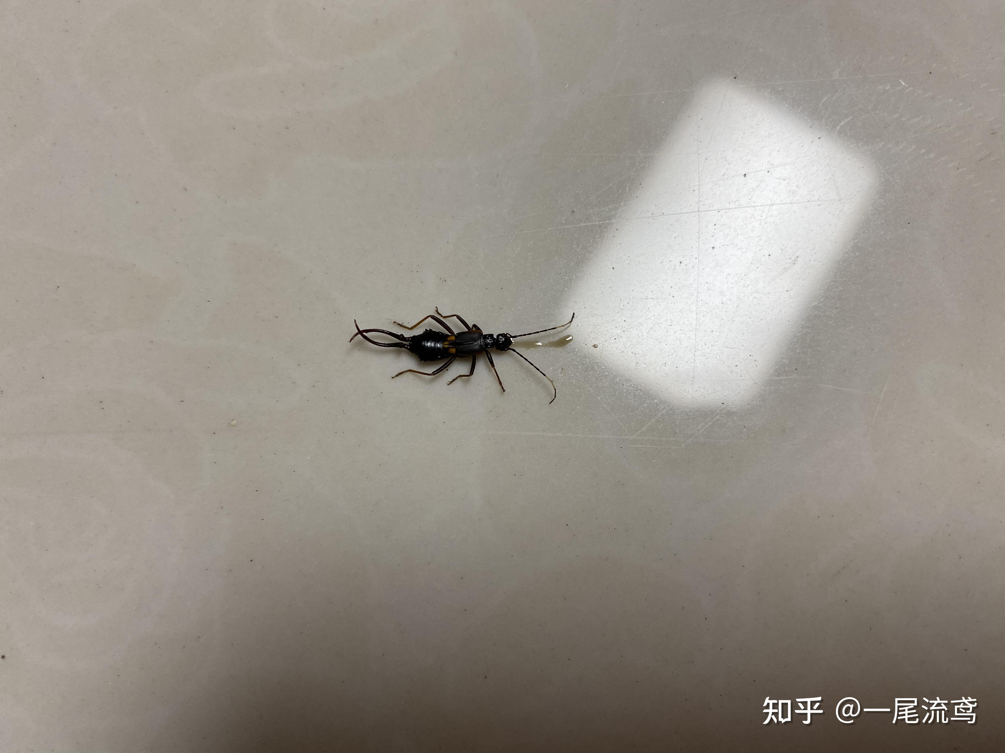 求助 这是什么虫子?有两条长须,身子一节一节的? - 知乎