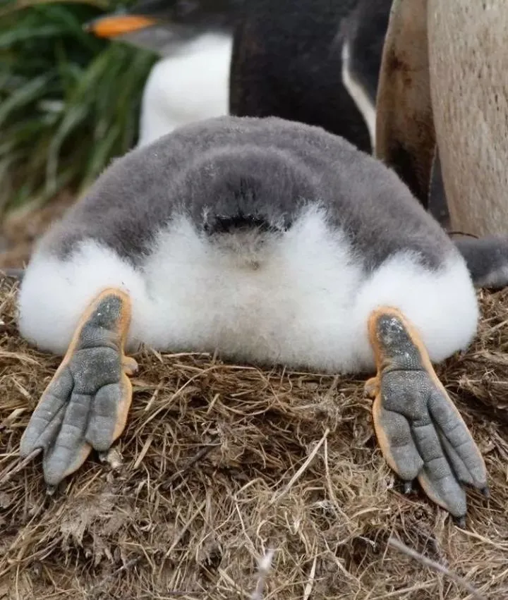 而且企鹅因为胖胖的身材总是扭着走路,大屁股弹来弹去,特别可爱