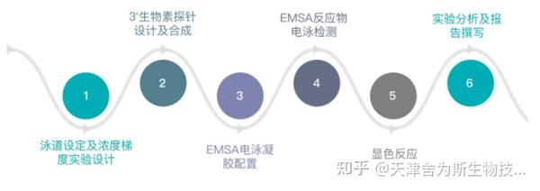 EMSA凝胶阻滞实验原理及报告解析 - 知乎
