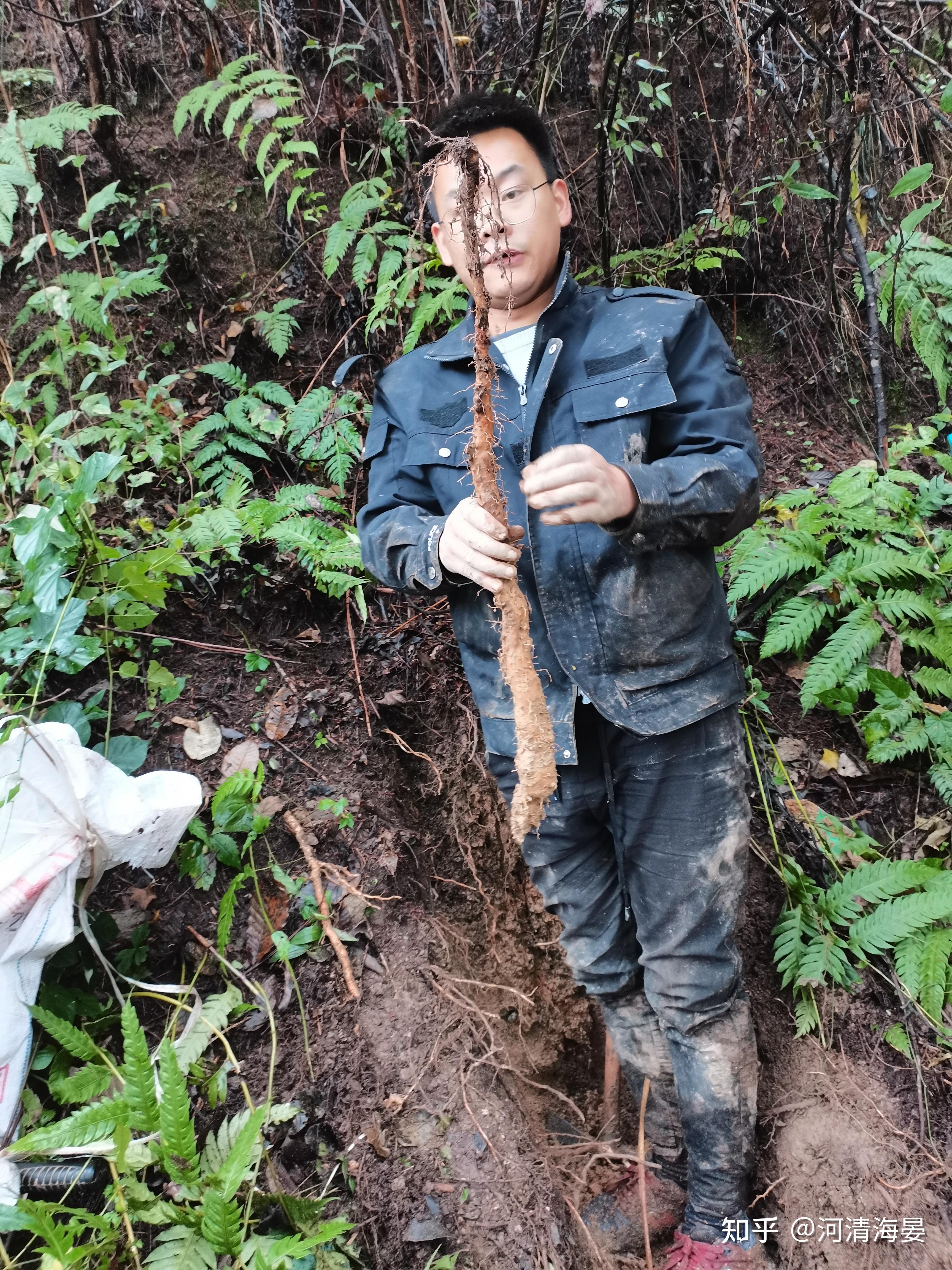 野生山药你了解多少,给你科普与众不同的宝贝 - 知乎