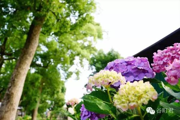 早晚移栽到梵家 夏日风物紫阳花 知乎