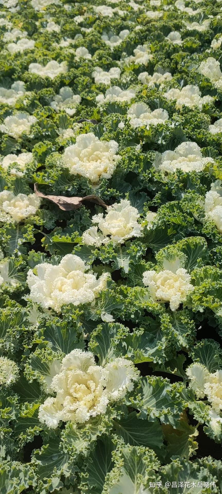 羽衣甘蓝真的是越到冬天越漂亮了,羽衣甘蓝鸽系的有红色的卷芯和白色