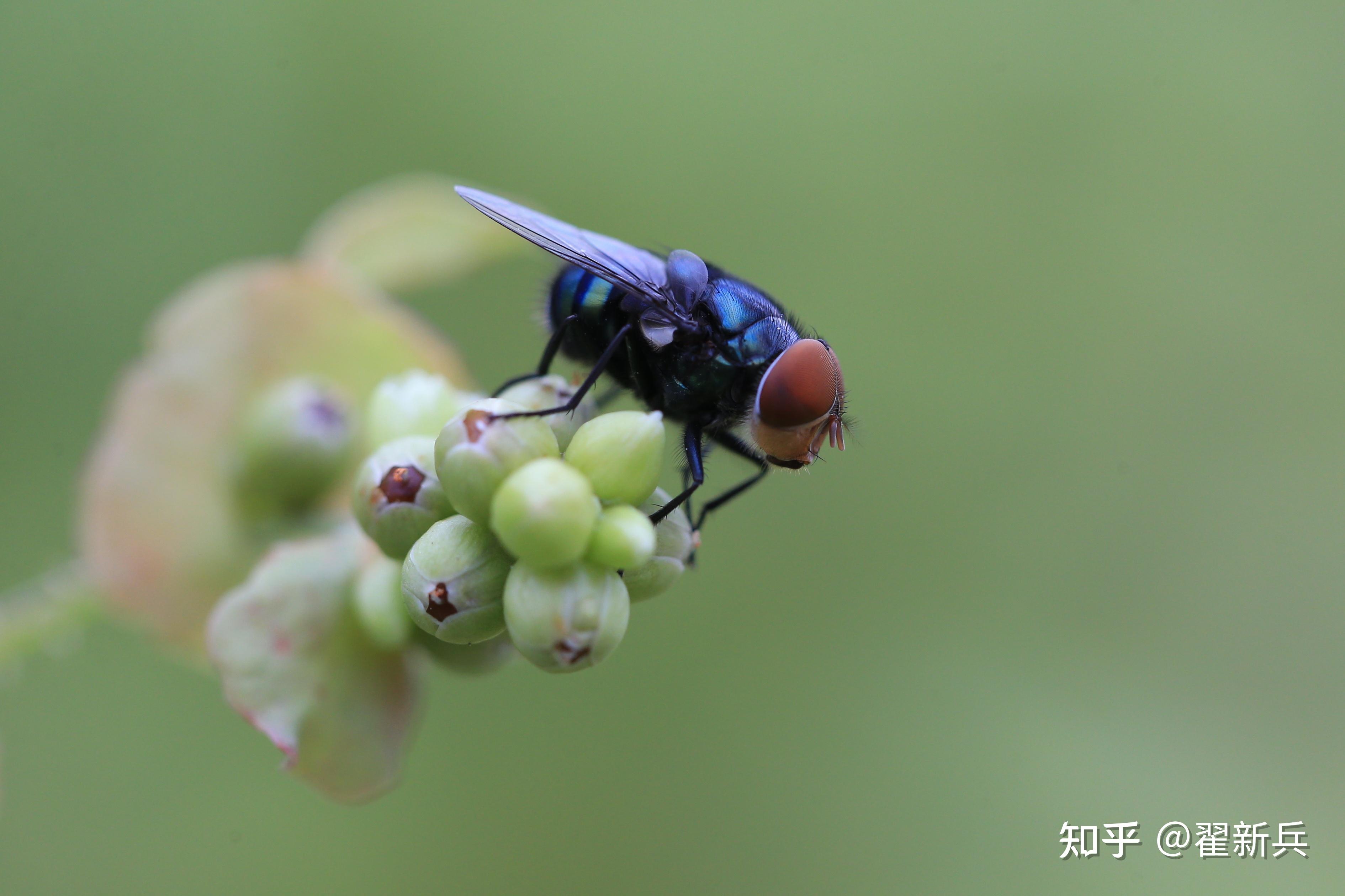 苍蝇也有可爱的权利