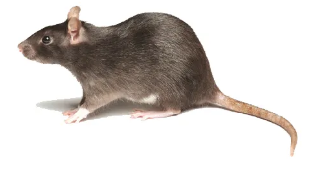 黄胸鼠黄胸鼠的特点:黄胸鼠体型不算大,相比于褐家鼠它的体型显得比较