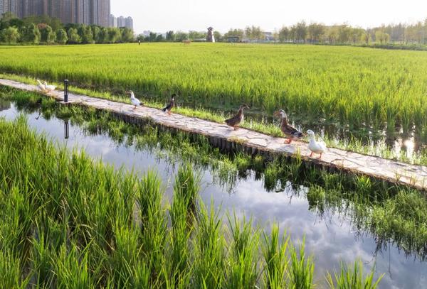 稻香园景观设计：西安都市田园实践 - 知乎