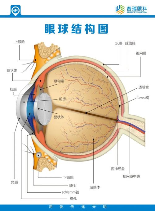 眼睛外部结构图片图片