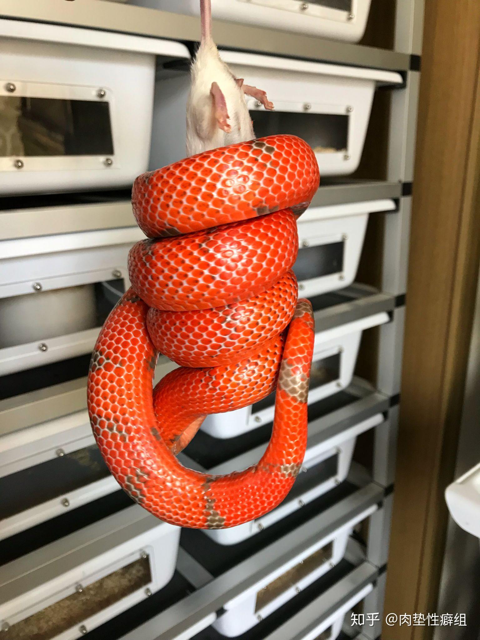 有些人养宠物蛇,蛇会不会思考并和主人建立感