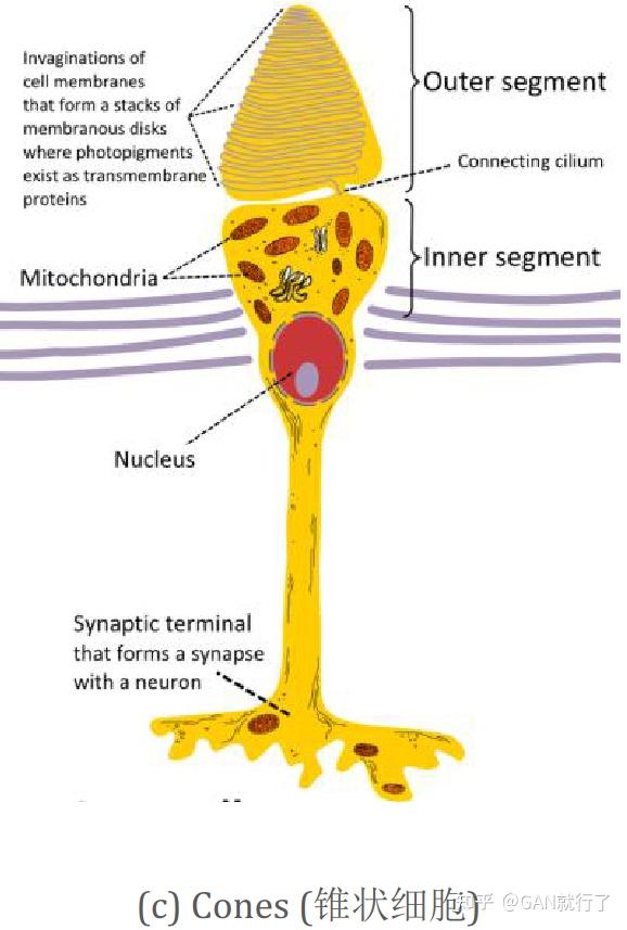 (学习生物了)柱状细胞 rods 和  锥状细胞cones柱装细胞membrane