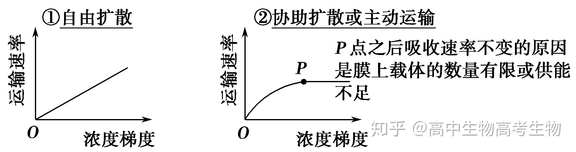 要漏掉(1)需要载体蛋白协助的运输方式除主动运输外不要漏掉协助扩散