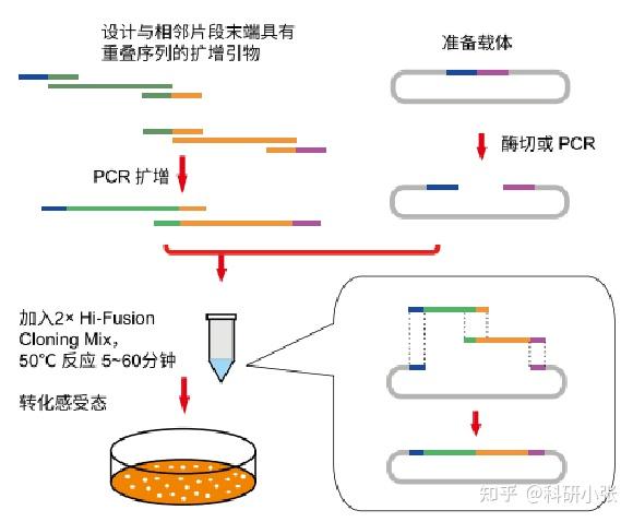 实验干货 | 分子克隆实验——无缝克隆 - 知乎