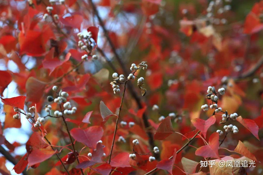 偶看桕树梢头白，疑是江梅小着花 - 知乎