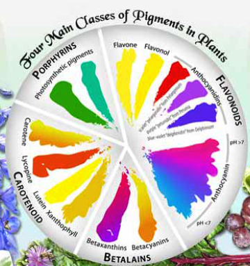 Plant Pigments 植物色素 知乎 Plant Pigments 植物色素 知乎