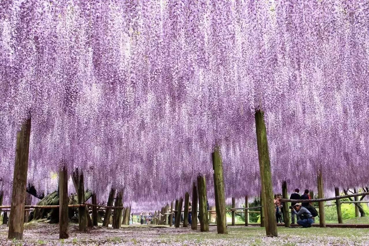 日本白豪寺的紫藤花
