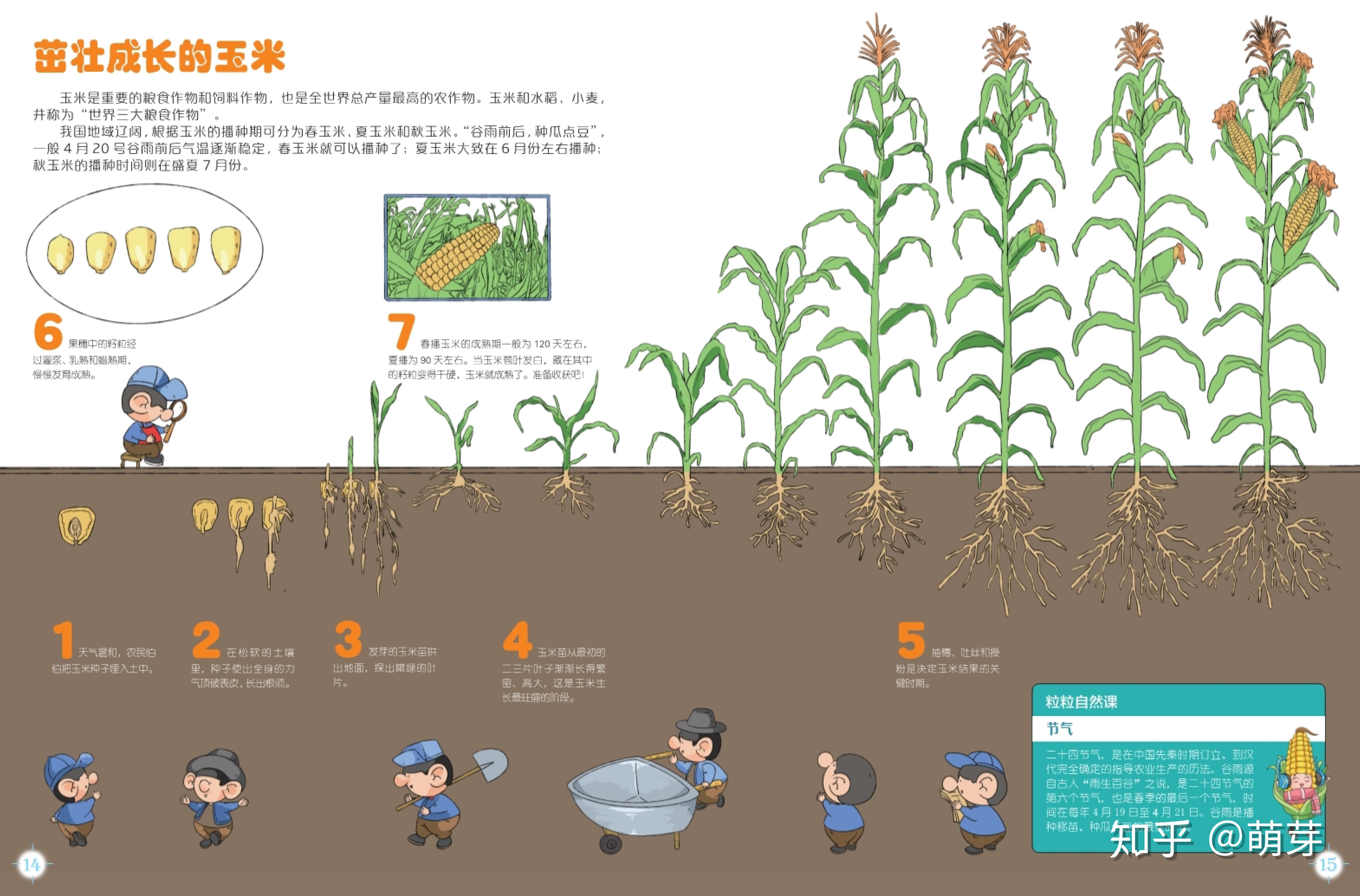种植玉米幼苗芽在农业领域高清摄影大图-千库网