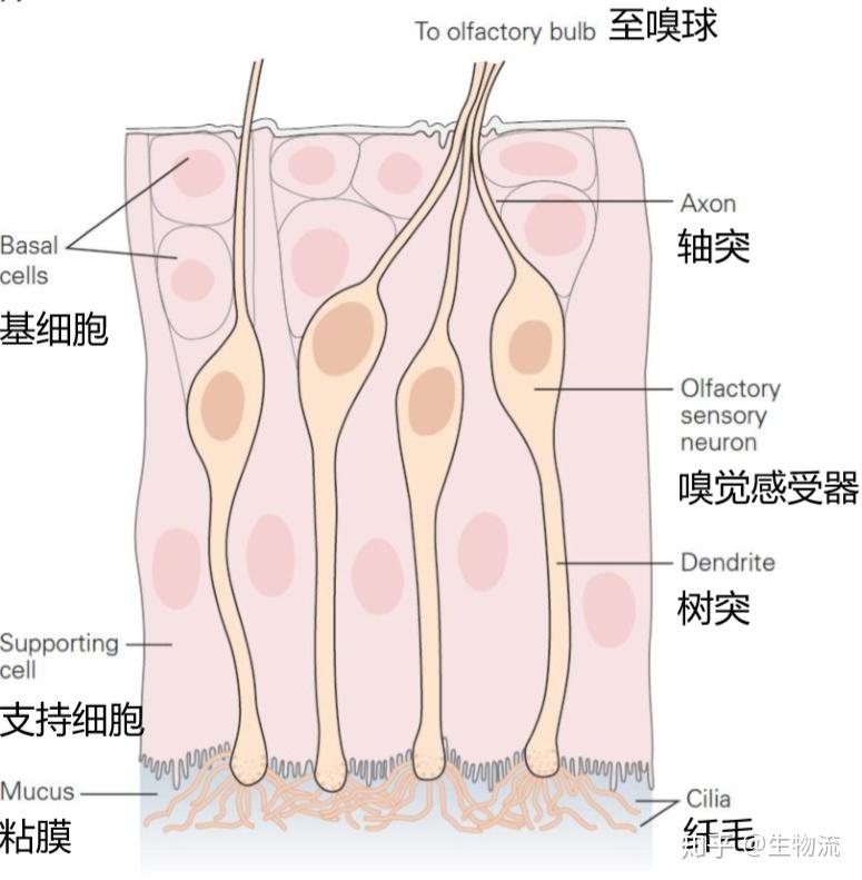 嗅覺神經元壽命不長為何氣味卻能讓人經久不忘