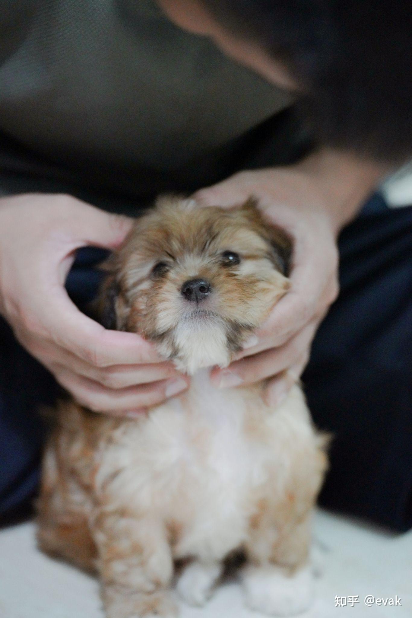 我捡到一只哈瓦那犬(哈威那)havanese!