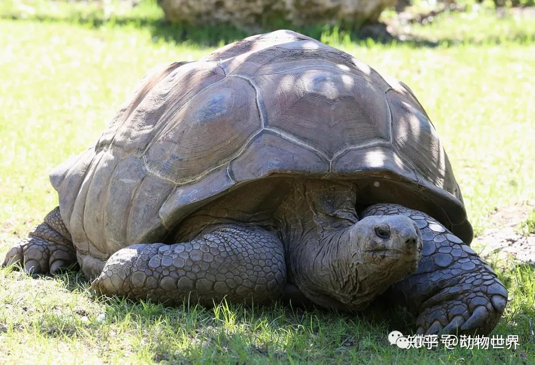 最长寿的陆生动物-阿尔达布拉象龟 - 知乎