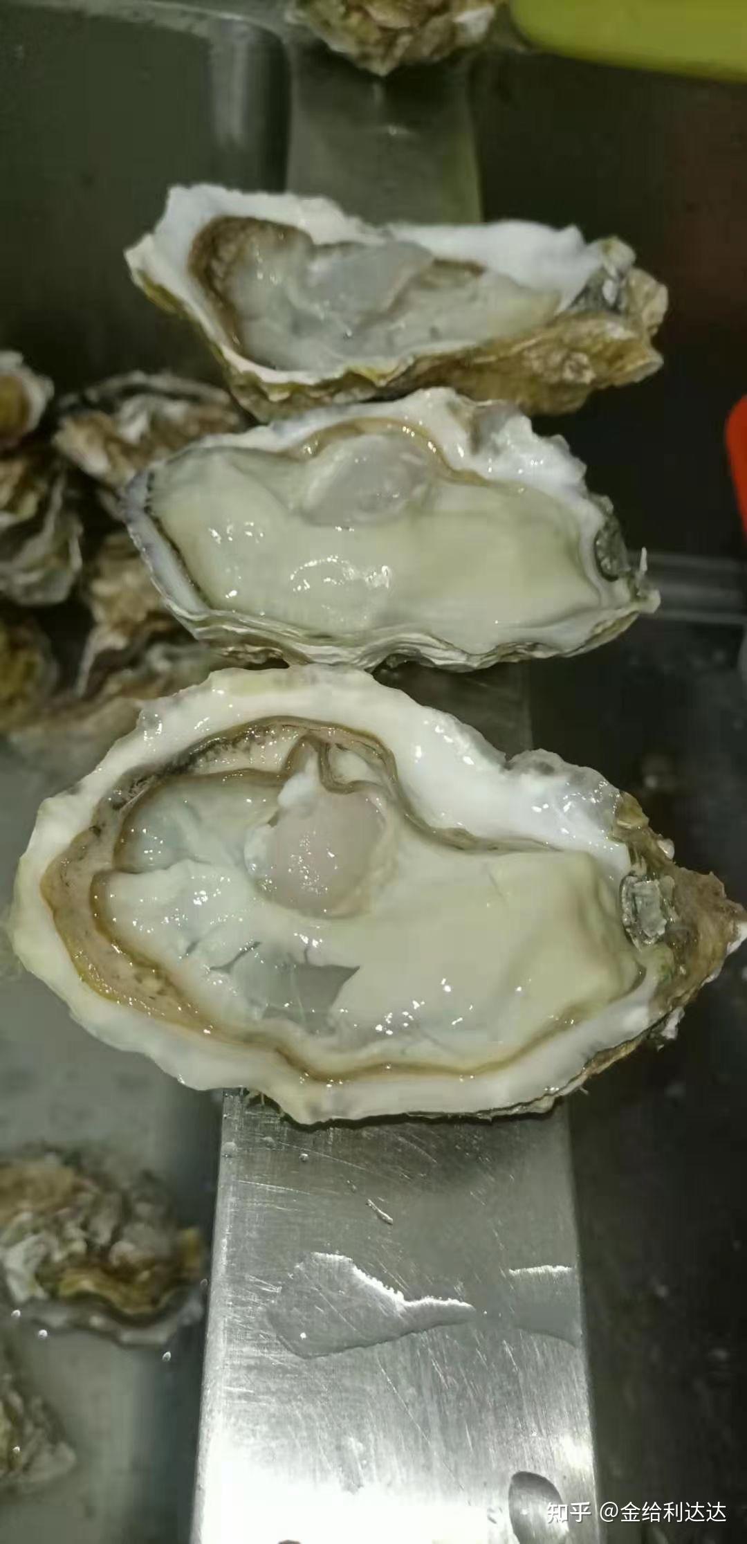 乳山生蚝/鲜活生蚝 - 知乎