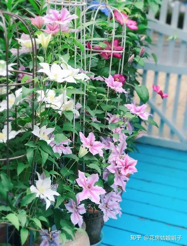 花费11年心血，把55㎡小院打造成“网红打卡地”，如人间仙境一般 - 知乎