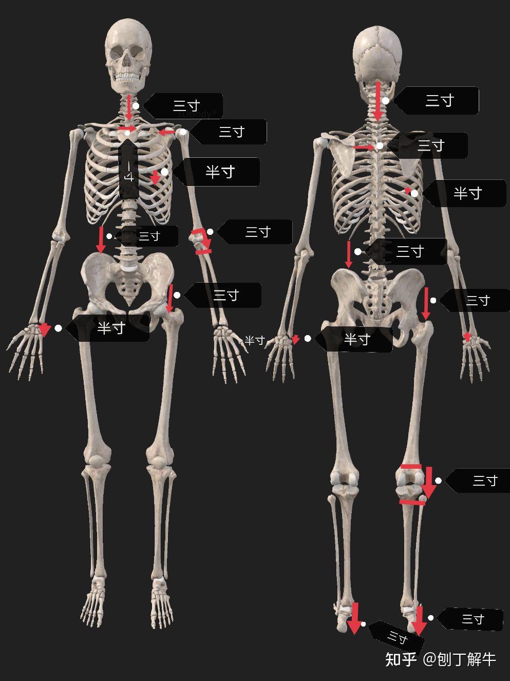 背面;1:枕骨颈一到颈七为三寸,2:肩胛冈边缘到相对的脊突为三寸,3:髂