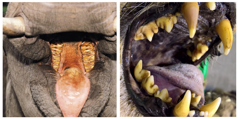 答案是否定的.一,从不刷牙的动物,牙齿