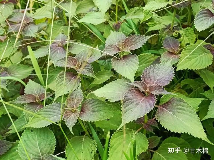 菜地裡的雜草很多都是可食用的野菜以下30種野菜你認識幾種