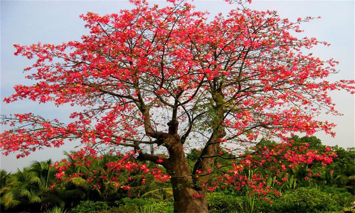 美人树正名为美丽异木棉拉丁学名ceibaspeciosa