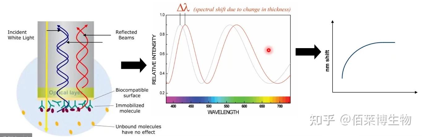 一文读懂利用生物膜干涉技术（BLI）进行竞争性结合实验 - 知乎