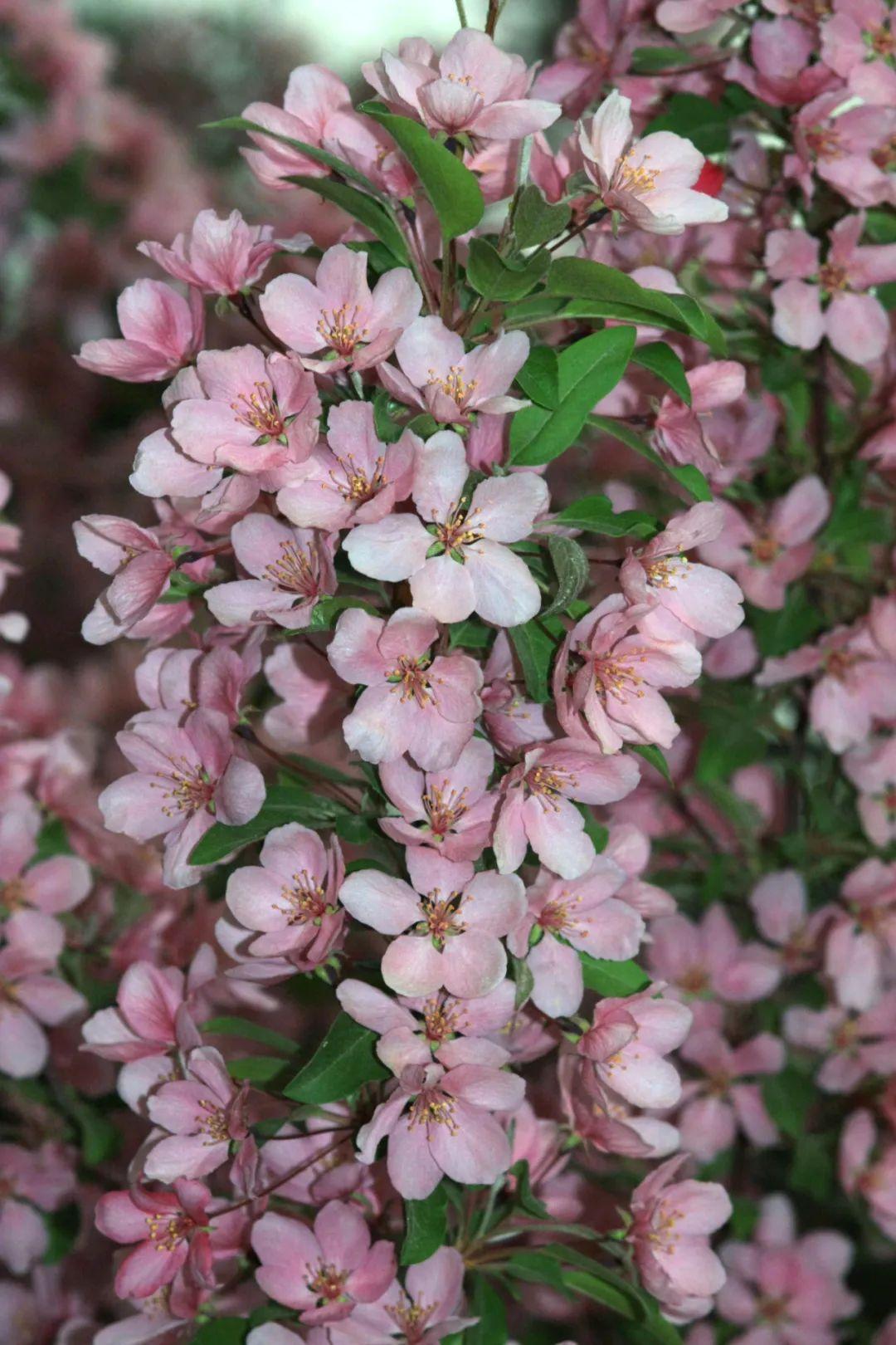 courtarou),花蕾深紅色白蘭地海棠(brandywine branzam),花玫瑰