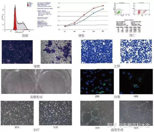 干货 细胞表型检测 知乎