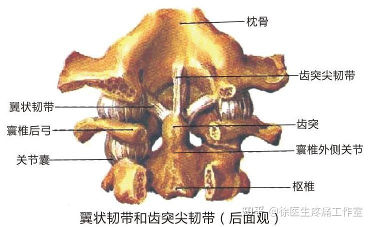 人体主要韧带解剖起止点
