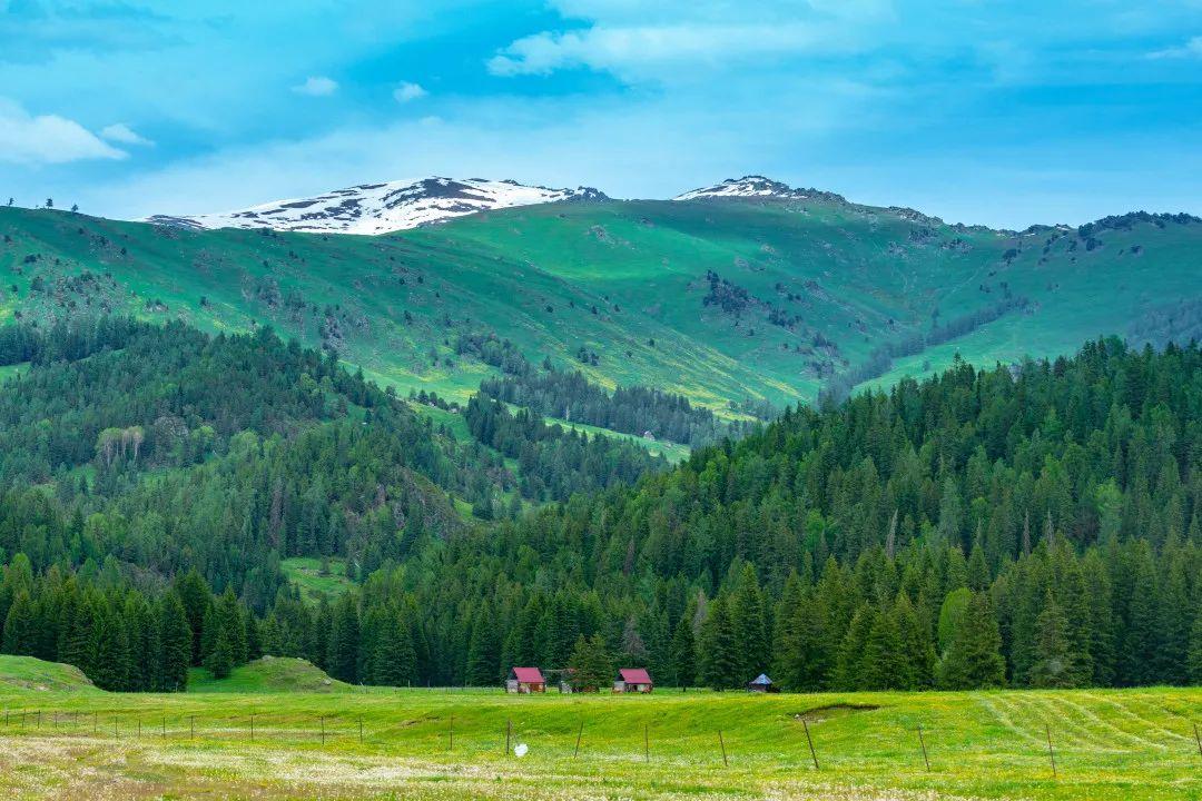 就变成一幅水墨丹青近景是水彩画云雾缭绕的林海黛色的山,墨绿的杉,翠