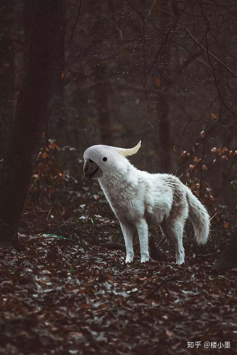ps中的神奇动物
