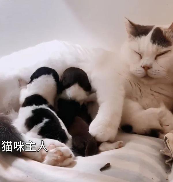 一窝狗崽失去了妈妈，女子尝试让猫照顾，再去看时：画面超有爱！ 知乎 3873