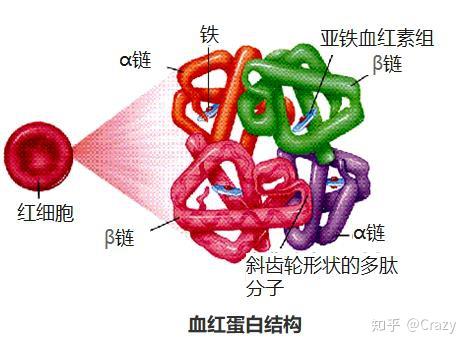 體內鐵60%∽75%存在於血紅蛋白中,3%在肌紅蛋白,1%為含鐵酶類,鐵存在