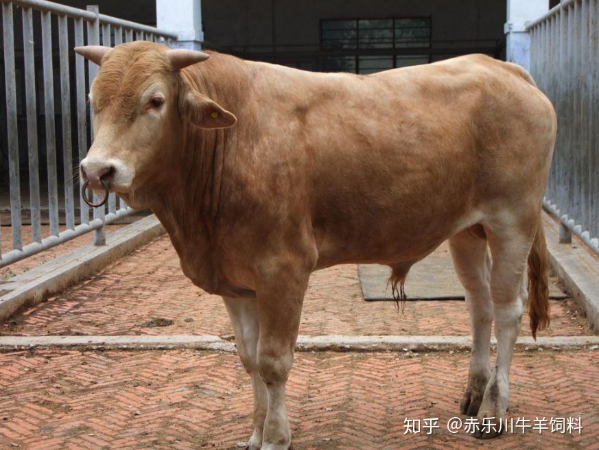 僵牛是由于疾病或营养不良等多种原因所导致的一种疾病,俗称"小老牛"