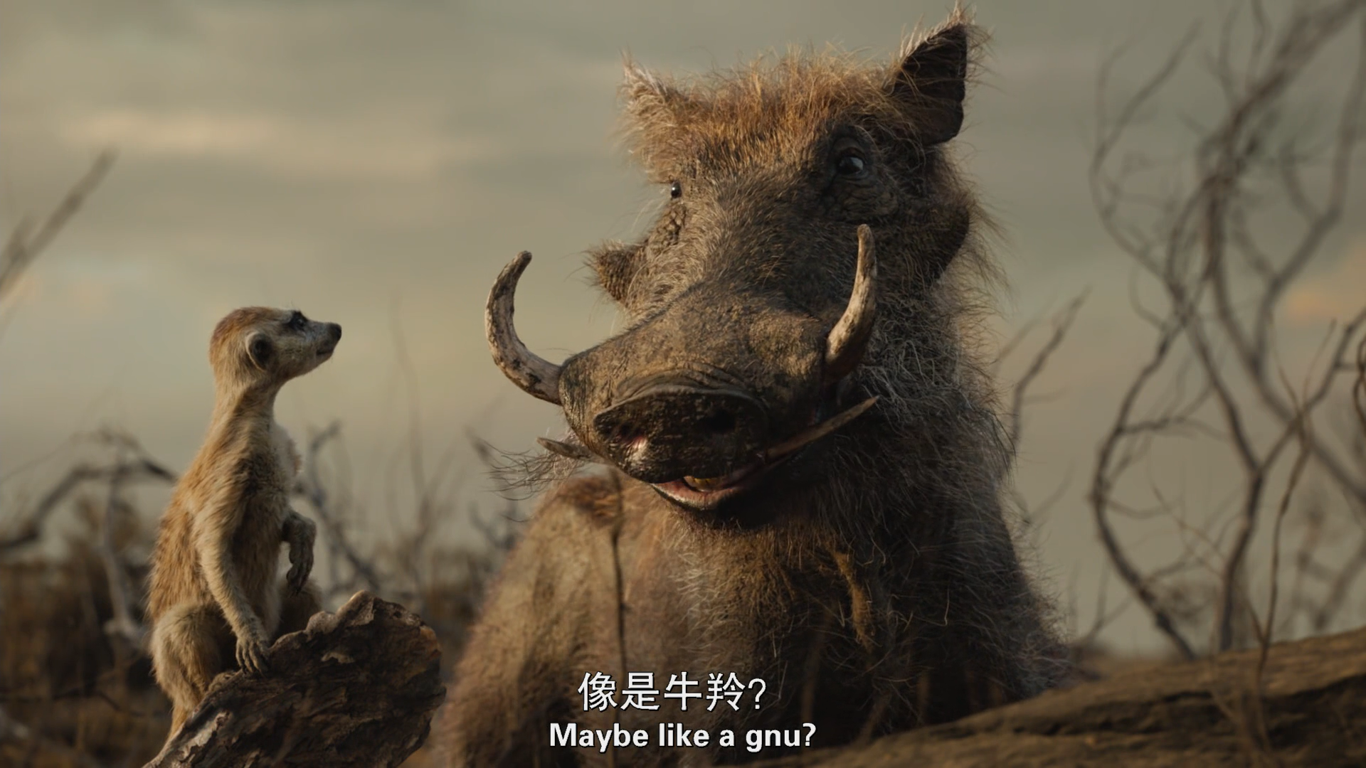 262狮子王hakunamatata