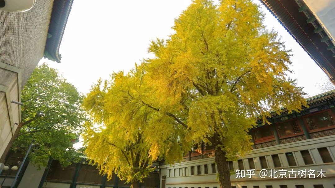 埋首不负建楼意举头窗映银杏黄中国国家图书馆古籍馆古银杏