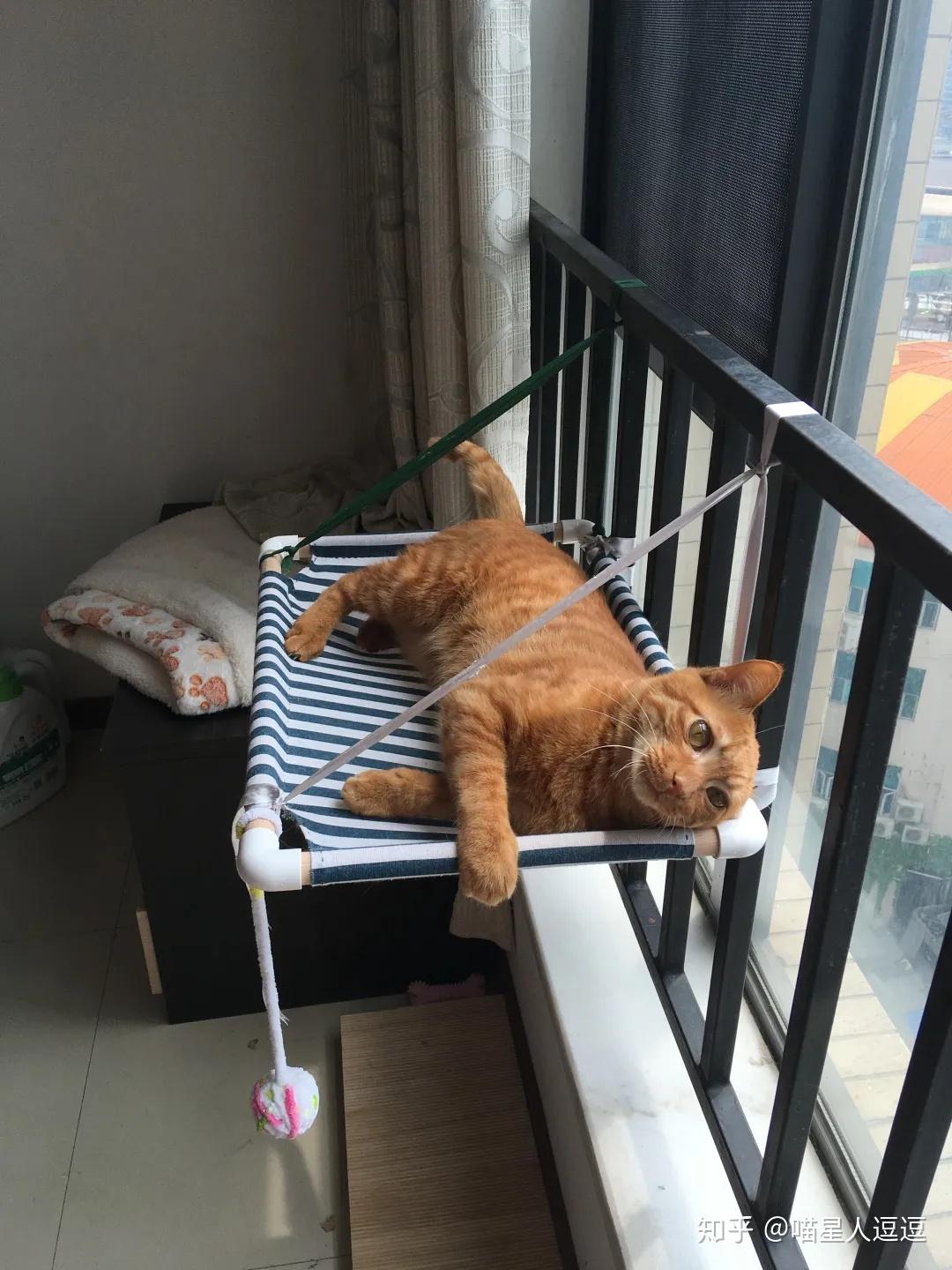 自制猫吊床简单图片