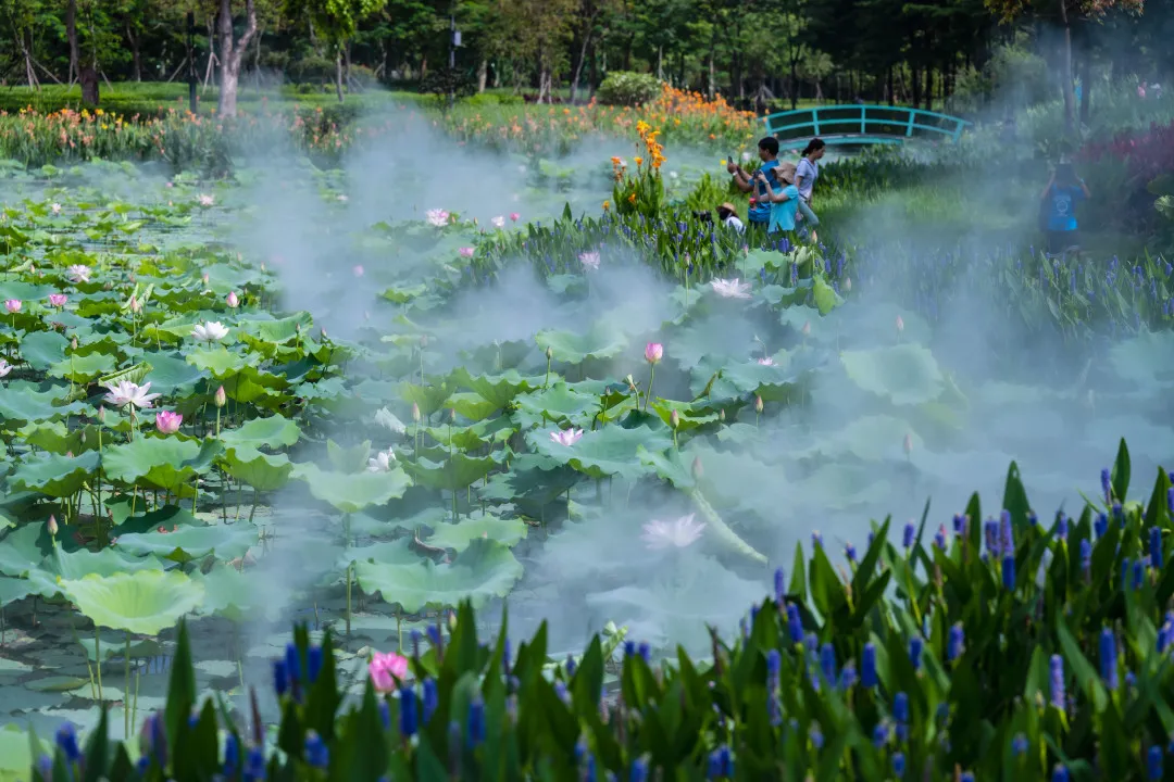 賞花攻略:賞荷地址:順峰山公園溼地花海荷花池溼地花海