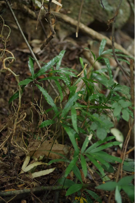 太高興了新發現了7株成年個體還有30多株小苗綠會仙湖蘇鐵保護地