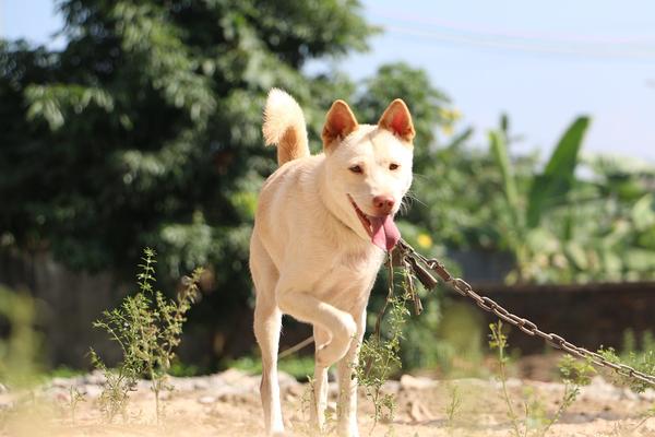 本犬纲目 中国本土狗品种大全 知乎