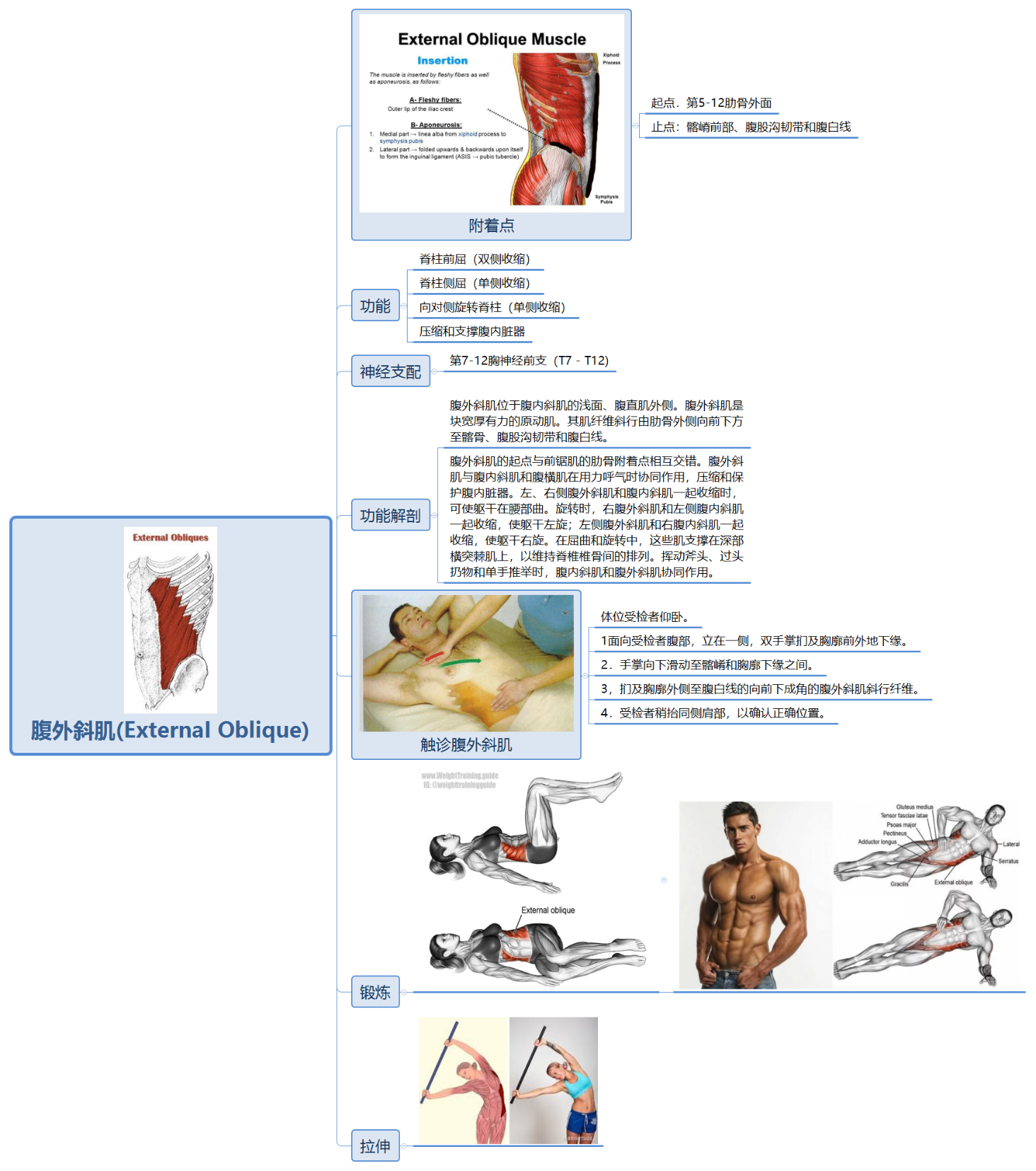 腹肌的解剖及功能作用 - 知乎