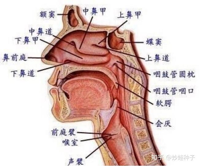 鼻头在哪个位置图片